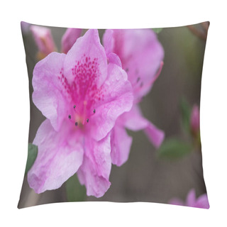 Personality  Close-up View Of Beautiful Fresh Blooming Violet Flowers   Pillow Covers