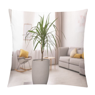 Personality  Beautiful Green Dracaena On Table In Room. Element Of Interior Design Pillow Covers