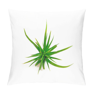 Personality  Tillandsia Isolated On White Background Pillow Covers