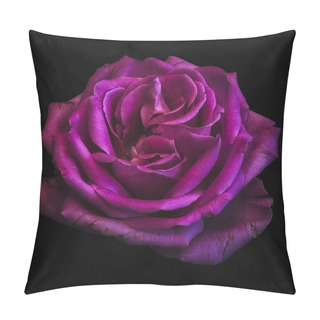 Personality  Still Life Dark Color Macro Of A Single Isolated Violet Pink Rose Blossom With Detailed Texture On Black Background In Vintage Painting Style  Pillow Covers