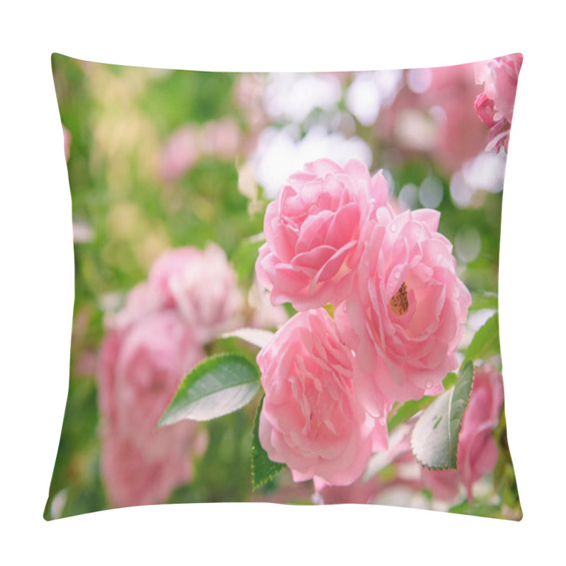 Personality  Closeup Of Rose Bush Flowers In Summer Garden Pillow Covers