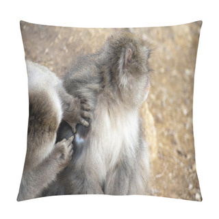 Personality  Friendly Monkey Preening Friend Pillow Covers