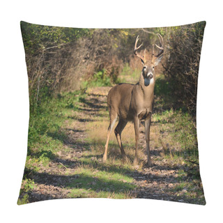 Personality  Whitetail Deer Buck Pillow Covers