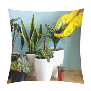 Personality  Women's Hands Take Care Of Plants. Indoor Home Garden Plants. Collection Various Flowers. Stylish Botany Composition Of Home Interior Blue Background. Stay Home And Gardening. Pillow Covers