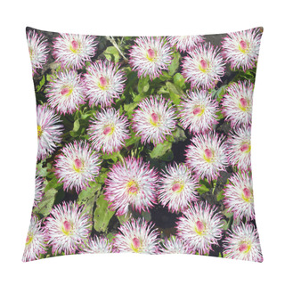 Personality  Bellis Perennis Pomponette Flowers In A Flower Bed In A Flower Bed Pillow Covers