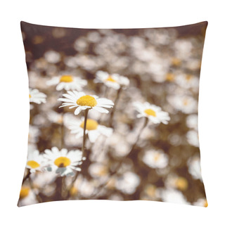 Personality  Vintage Colored Medical Roman Chamomile Flowers Field Pillow Covers