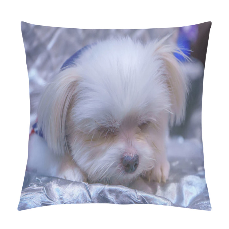 Personality  The dog sleep on a chair. It's cute. pillow covers