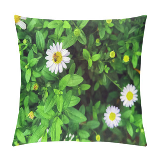 Personality  Honey Bee On Daisy Flowers In Meadow. Insect Sits On White Flower Of Common Daisy. Bee Picking Pollen Chamomile Flower. Bee Eating And Collects Nectar For Spring Time On White Flowering Chamomile. Pillow Covers