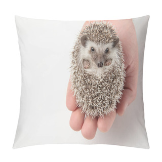 Personality  People Holding Cute Grey Hedgehog In His Hand On White Background Pillow Covers