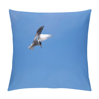 Personality  Flying Bird. Blue Sky Background. Common Bird: Common Tern. Sterna Hirundo.  Pillow Covers