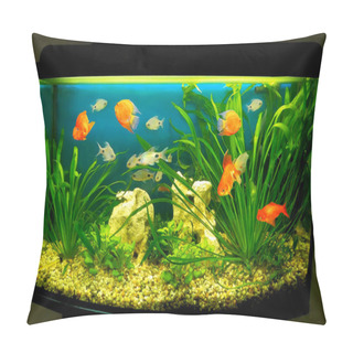 Personality  The Close Up Of Aquarium Tank Full Of Fish Pillow Covers