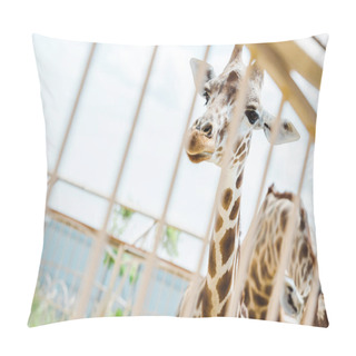 Personality  Selective Focus Of Giraffes Standing In Cage Against Sky  Pillow Covers