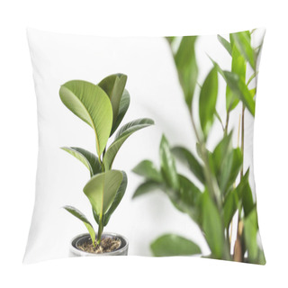 Personality  Zamioculcas And  Ficus Home Plant Green Leaves On White Background With Copy Space. Tropical, Botanical Concept. Minimalism And House Plant. Pillow Covers