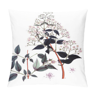 Personality  The Botanical Theme.  Old Picture Pillow Covers