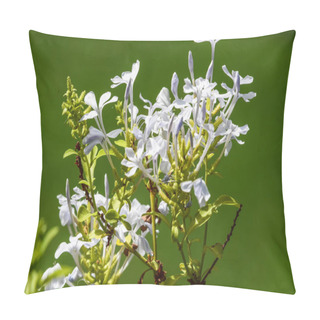 Personality  Plumbago Auriculata Or Cape Leadwort Or Blue Plumbagi Flowering Shrub Plant. Blue Color Flower Bunch Foliage Pillow Covers