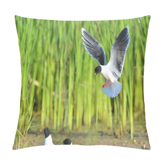Personality  The Little Gull (Larus Minutus) Pillow Covers
