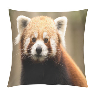 Personality  Red Panda (Ailurus Fulgens) Pillow Covers