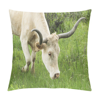 Personality  Texas Longhorn In The Hill Country Near Marble Falls Pillow Covers