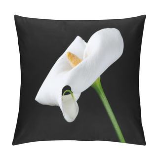 Personality  Beautiful White Calla Lily (Zantedeschia) On Black Background Pillow Covers