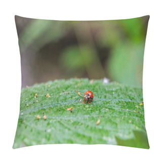 Personality  Close Up Of A Ladybug Sitting On A Stinging Nettle Leaf With Shallow Depth Of Field Pillow Covers