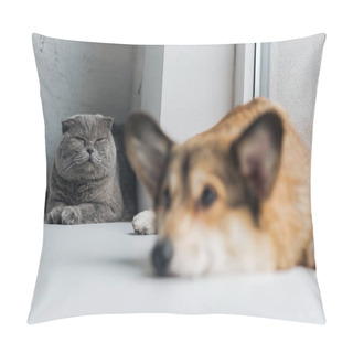 Personality  Close-up Shot Of Cute Scottish Fold Cat And Corgi Dog Lying On Windowsill Together Pillow Covers