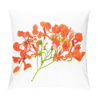 Personality  Peacock Flowers On Poinciana Tree Pillow Covers