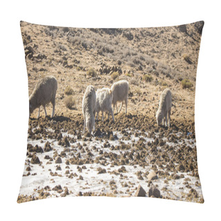 Personality  Merino Sheep And Angora Goats Herd Feed In The Maluti Mountains, Drakensberg, Lesotho. Winter In Africa.  Wool And Mohair Industry.  Pillow Covers