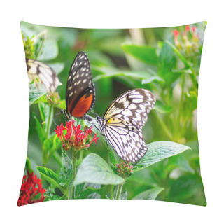 Personality  Butterflies On The Flowers At Spring Time Pillow Covers