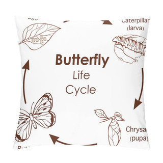 Personality  Vector Illustration Of Life Cycle Of Butterfly Diagram Pillow Covers