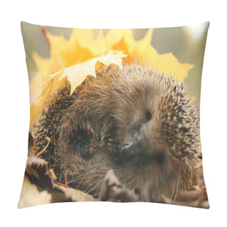 Personality  Hedgehog In Forest Pillow Covers