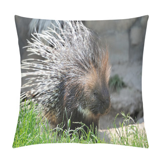 Personality  Porcupine On Grass Pillow Covers