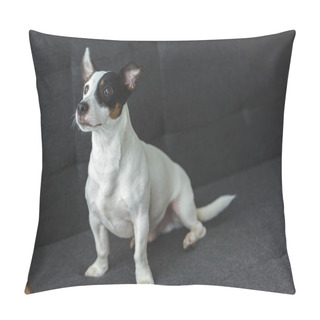 Personality  Funny Jack Russell Terrier Dog Sitting On Sofa At Home Pillow Covers