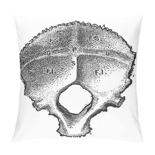 Personality  Occipital Bone, Human, Vintage Engraving Pillow Covers