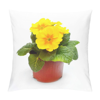 Personality  Yellow Primula In Ceramic Pot Pillow Covers