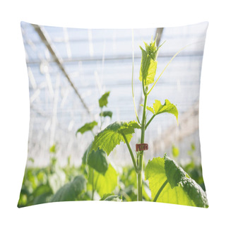 Personality  Close Up View Of Cucumber Plant In Greenhouse On Blurred Background Pillow Covers