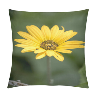 Personality  Closeup Of A Yellow Daisy Pillow Covers