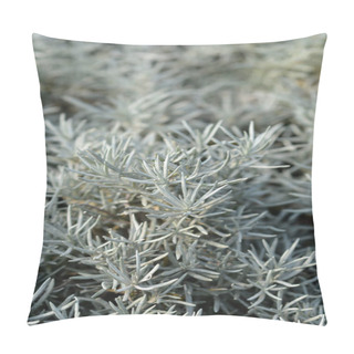 Personality  Italian Everlasting Leaves - Latin Name - Helichrysum Italicum Pillow Covers