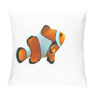 Personality  Clown Fish Pillow Covers