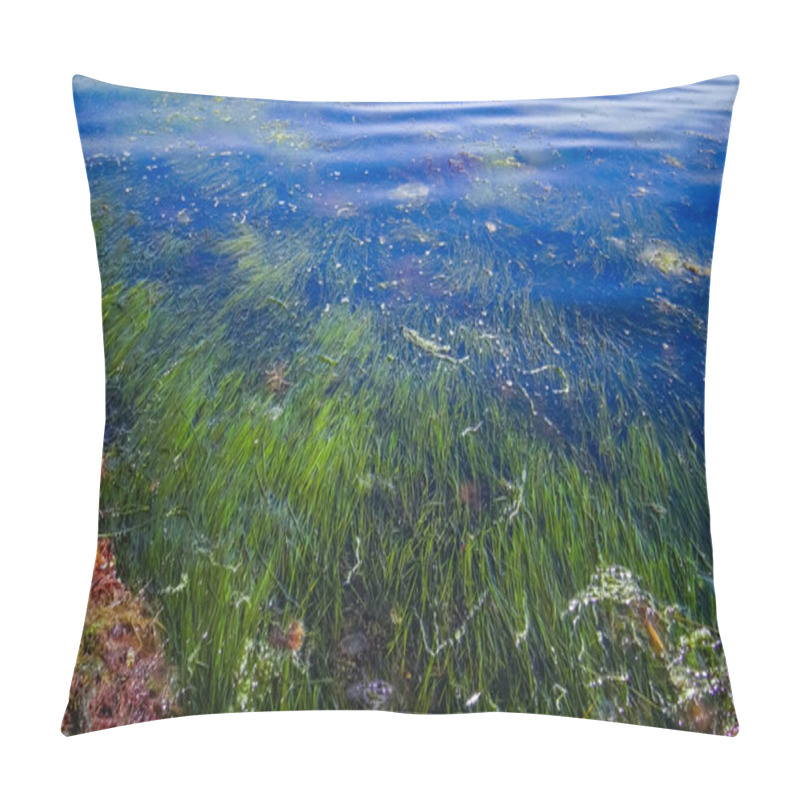Personality  Red And Green Algae  And Seagrass Zostera Noltii In The Shallow Waters Of The Tiligul Estuary In Southern Ukraine Pillow Covers