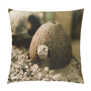 Personality  Selective Focus Of Reptile Near Coconut Shell And Stones  Pillow Covers
