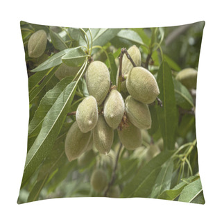 Personality  Ripening Almond On A Branch Of Tree In The Garden Pillow Covers