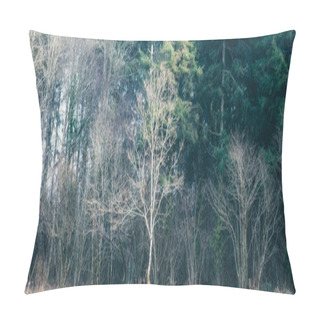 Personality  Ladock Wood In Cornwall Uk Back Lit Pillow Covers