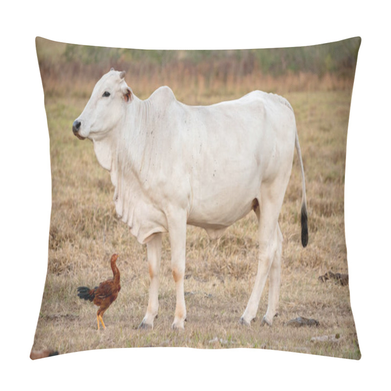 Personality  Adult Cow In A Brazilian Farm With Selective Focus Pillow Covers