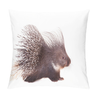 Personality  Indian Crested Porcupine On White Pillow Covers