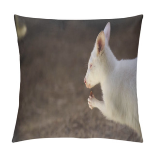 Personality  White Baby Kangaroo Eating Vegetable In Zoo  Pillow Covers