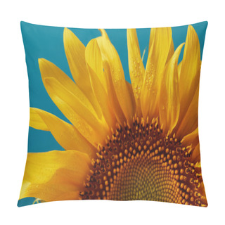 Personality  Close Up Of Beautiful Wet Yellow Sunflower, Isolated On Blue Pillow Covers