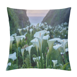 Personality  Calla Lily Valley In Bloom. Garrapata State Park, Monterey County, California, USA. Pillow Covers