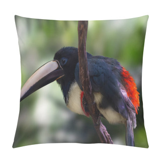 Personality  Black-necked Aracari Bird (Pteroglossus Aracari) Pillow Covers
