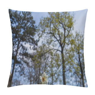 Personality  Low Angle View Of Narcissus Flower Outdoors  Pillow Covers