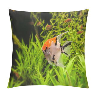 Personality  Angelfish (Pterophyllum Scalare) Pillow Covers